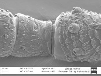 Media type: image; Invertebrate Zoology 131275